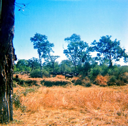 African Buffalo