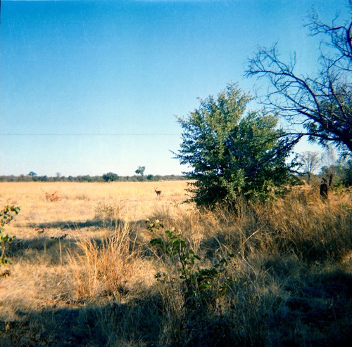 Impala