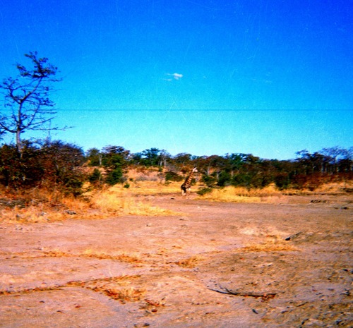 Southern Giraffe