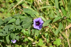 Ipomoea lindenii