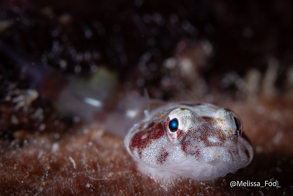 Orange-Spotted Clingfish
