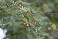 Erythroxylum macrophyllum macrophyllum