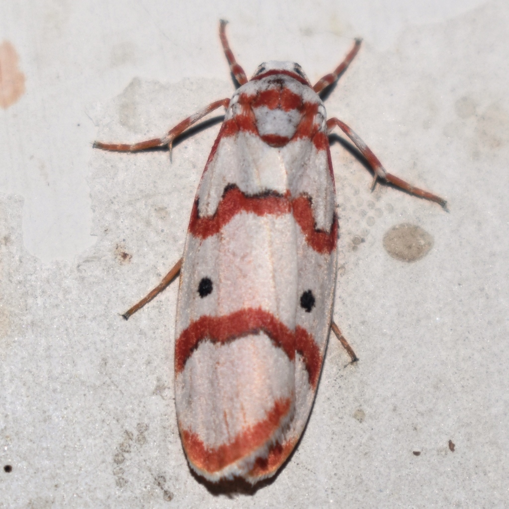 Chionaema