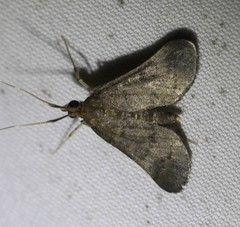 Piletocera macroperalis
