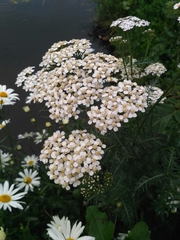 Achillea millefolium