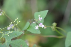 Phaseolus microcarpus