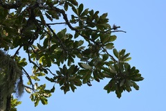 Quercus purulhana