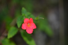 Achimenes erecta