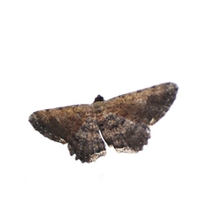 Ruttellerona pallicostaria