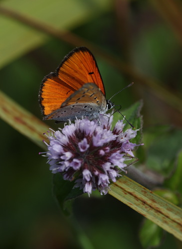 Lycaena dispar