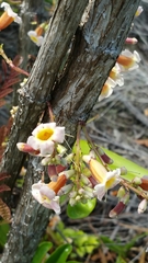 Colea