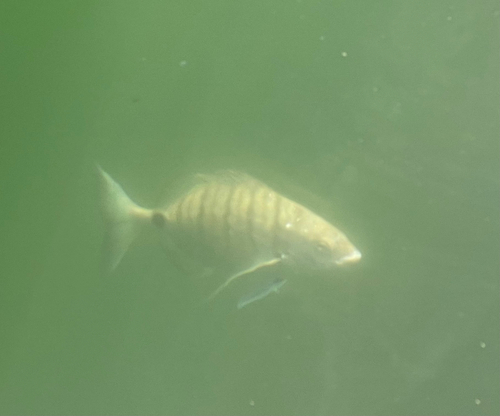 Diplodus cadenati