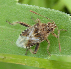 Stictopleurus scutellaris