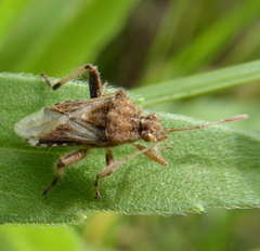 Stictopleurus scutellaris