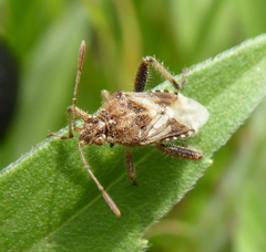 Stictopleurus scutellaris