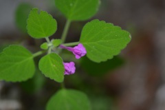 Scutellaria guatemalensis