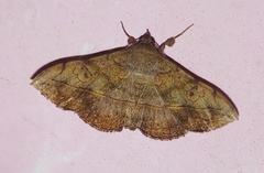 Lepidoptera