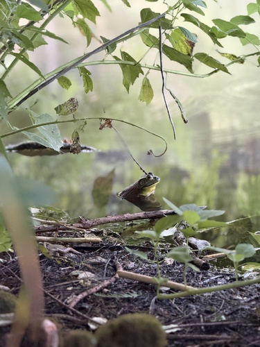 American Bullfrog