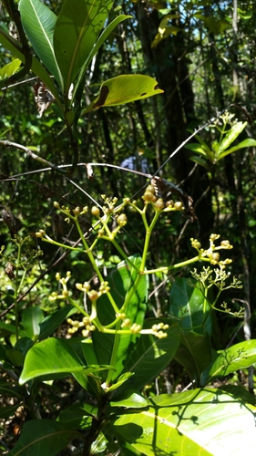 Psychotria lantzii image