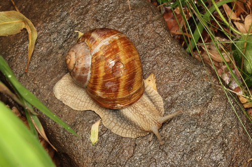 Thessalian Snail