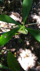 Euphorbia thouarsiana image