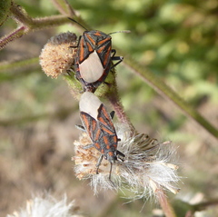 Spilostethus lemniscatus