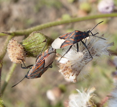 Spilostethus lemniscatus