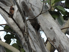 Heliosciurus undulatus