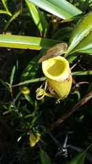 Nepenthes madagascariensis