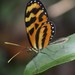 Mariposa Alas de Tigre Lysimnia - Photo (c) Neptalí Ramírez Marcial, algunos derechos reservados (CC BY), subido por Neptalí Ramírez Marcial