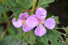 Heterocentron muricatum