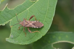 Piezogaster basilicus