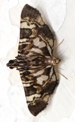 Chabula acamasalis