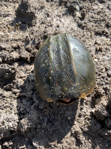 Red-cheeked Mud Turtle