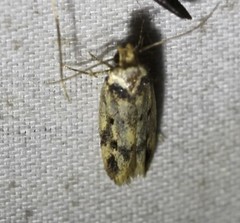Sphyrelata nefanda