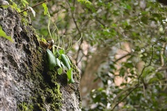Peperomia lanceolatopeltata