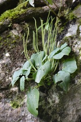 Peperomia lanceolatopeltata