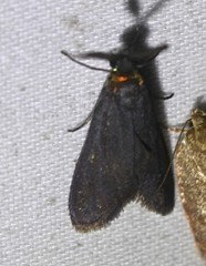 Pollanisus subdolosa