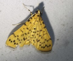 Conogethes punctiferalis