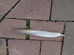 Columba livia domestica