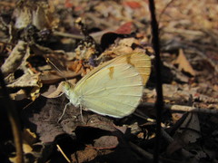 Colotis aurora