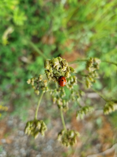 Seven-Spot Ladybird