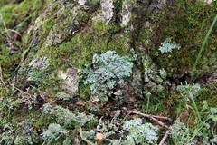 Heterodermia obscurata