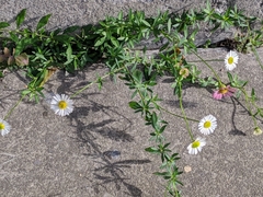 Erigeron karvinskianus