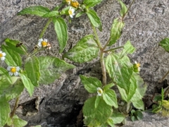 Galinsoga quadriradiata