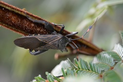 Pachylis acutangulus