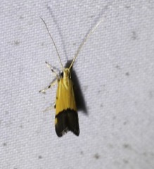 Crocanthes micradelpha