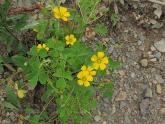 Oxalis texana