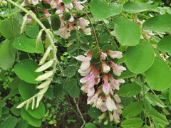 Robinia viscosa