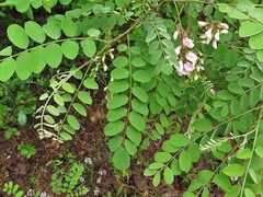 Robinia viscosa